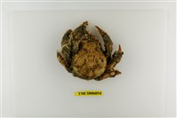 藏品(扁足蜘蛛蟹)的圖片